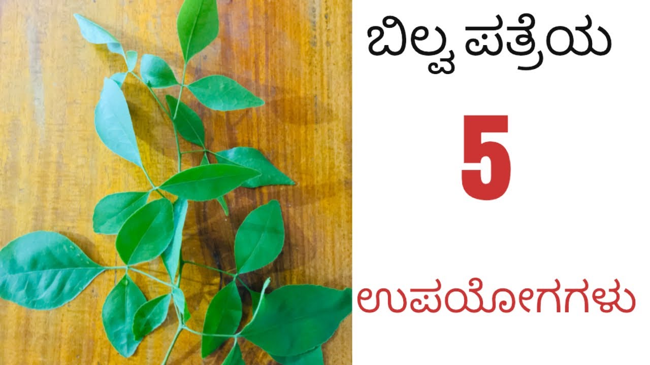 ಬಿಲ್ವ ಪತ್ರೆಯ ಉಪಯೋಗಗಳು/ benefits of bilva leaves YouTube