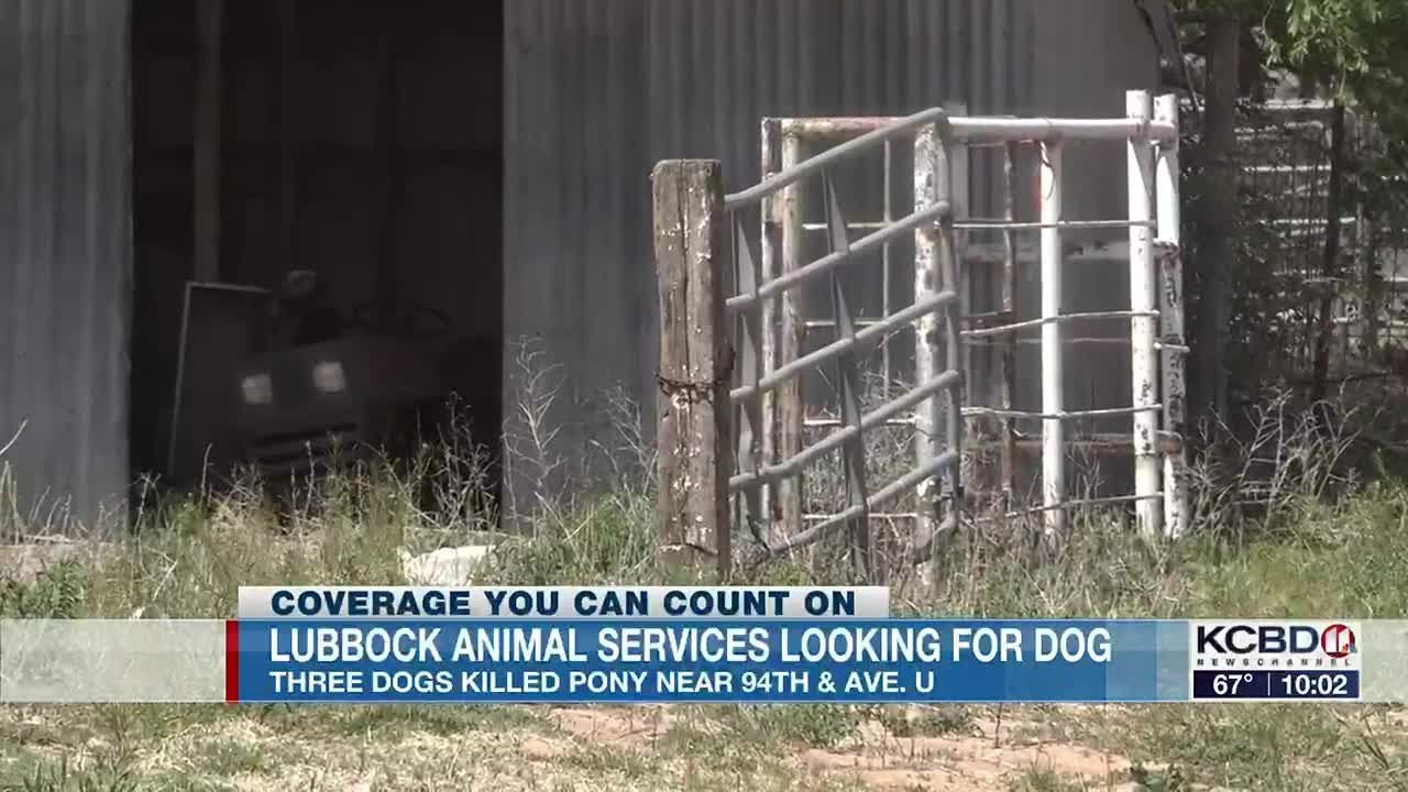 Lubbock Animal Services searching for dog from pack that killed pony