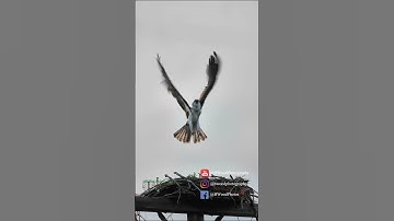Catch An Osprey In Flight Like Never Before In This Amazing Slow-motion Video #shorts