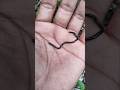 Guess! Snake or worm? #snake #worm #nature #wildlife