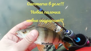 Gammarus  и мой взгляд на него!!! Разловил палочку которую так долго ждал!!!!