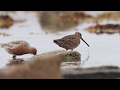 Rare bird in Europe! -  Norway&#39;s 19th record of Long-billed Dowitcher