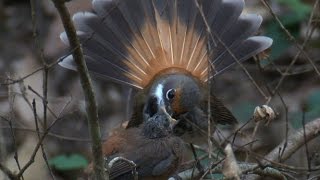The story of a little Fantail
