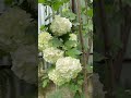 Beyshakk|Allah|Hei|tareef karna|kay|liya #allah #quranrecitation #yt #flowers Urdu #islamicvideo
