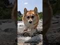 心弾ませてついてくるコーギー / A corgi following with a bouncing heart. #コーギー #corgi #サクラ