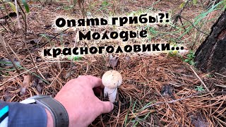 видео: Поход в лес с дочерью порадовал наличием молодых красноголовиков! Грибники в лесу Грибочки в августе картинка: Поход в лес с дочерью порадовал наличием молодых красноголовиков! Грибники в лесу Грибочки в августе