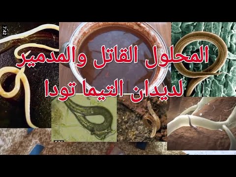 فيديو: كيف أتخلص من الدودة السلكية؟