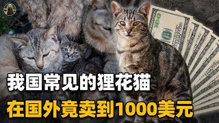 Why are some people reluctant to keep the raccoon cat unique to China?