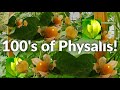 #HowTo Get Hundreds of Physalis Berries Every Year Without Replanting [UK Sustainable Perennials]