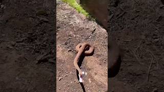 Diamondback Rattlesnake Goes For The Cameraman😳😅