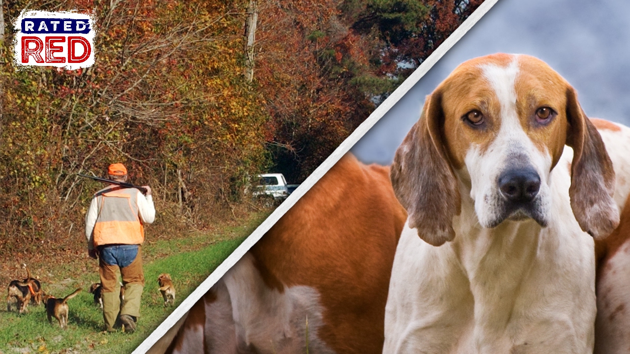 These Dogs Will Hunt - YouTube