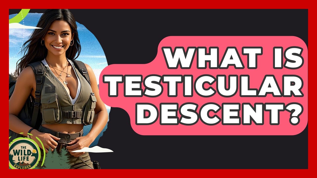 What Is Testicular Descent? - The Wild Life Explorer