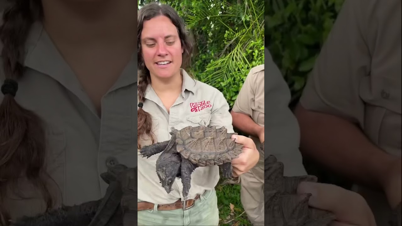 Crazy Hybrid Snapping Turtles 🤯 