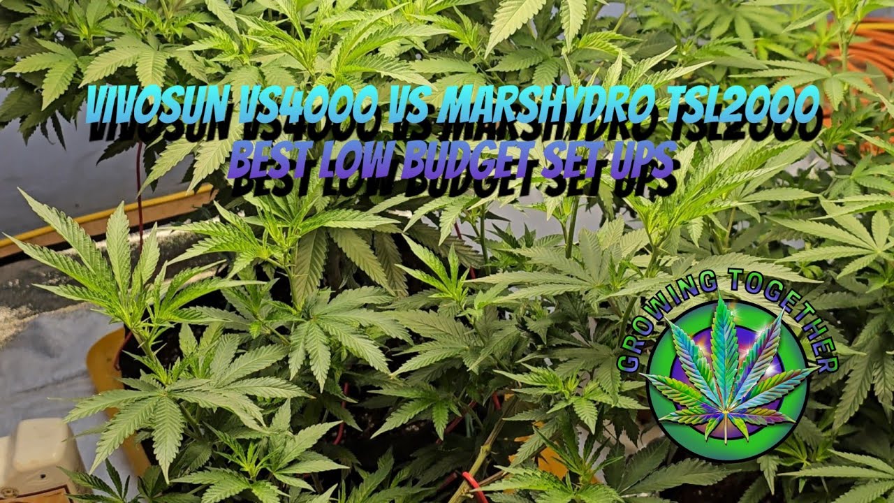 Vivosun VS4000 vs MarsHydro TSL2000 head to head Best of the budget set ups