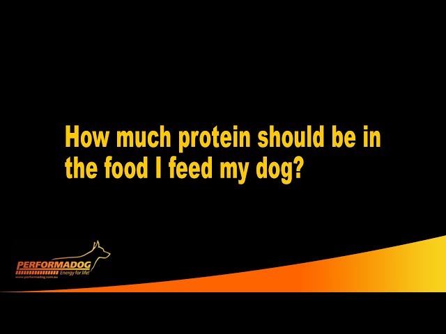 How much protein should be in the food I feed my dog ? - Performadog