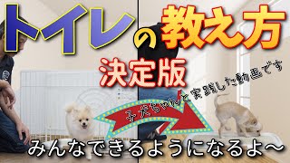 【犬のしつけ】トイレの教え方決定版！子犬のトイレトレーニングのやり方実践編