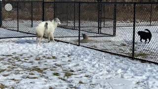 3 Crosskeys dog park