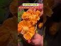 Monkey Jackfruit (बड़हर) have you eaten this Fruit! 🤤 #fcats #fruit #shorts #viral #fyp