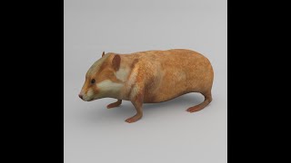 Hamster 3d model team3dyard.com |Animal, Bird & Insect 3D Models Store | VFX | Link In Comments screenshot 5