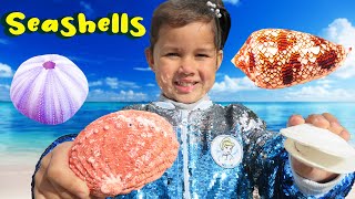 Seashells For Kids Zoe Finds Shells On The Beach SO MANY BEAUTIFUL SHELLS!