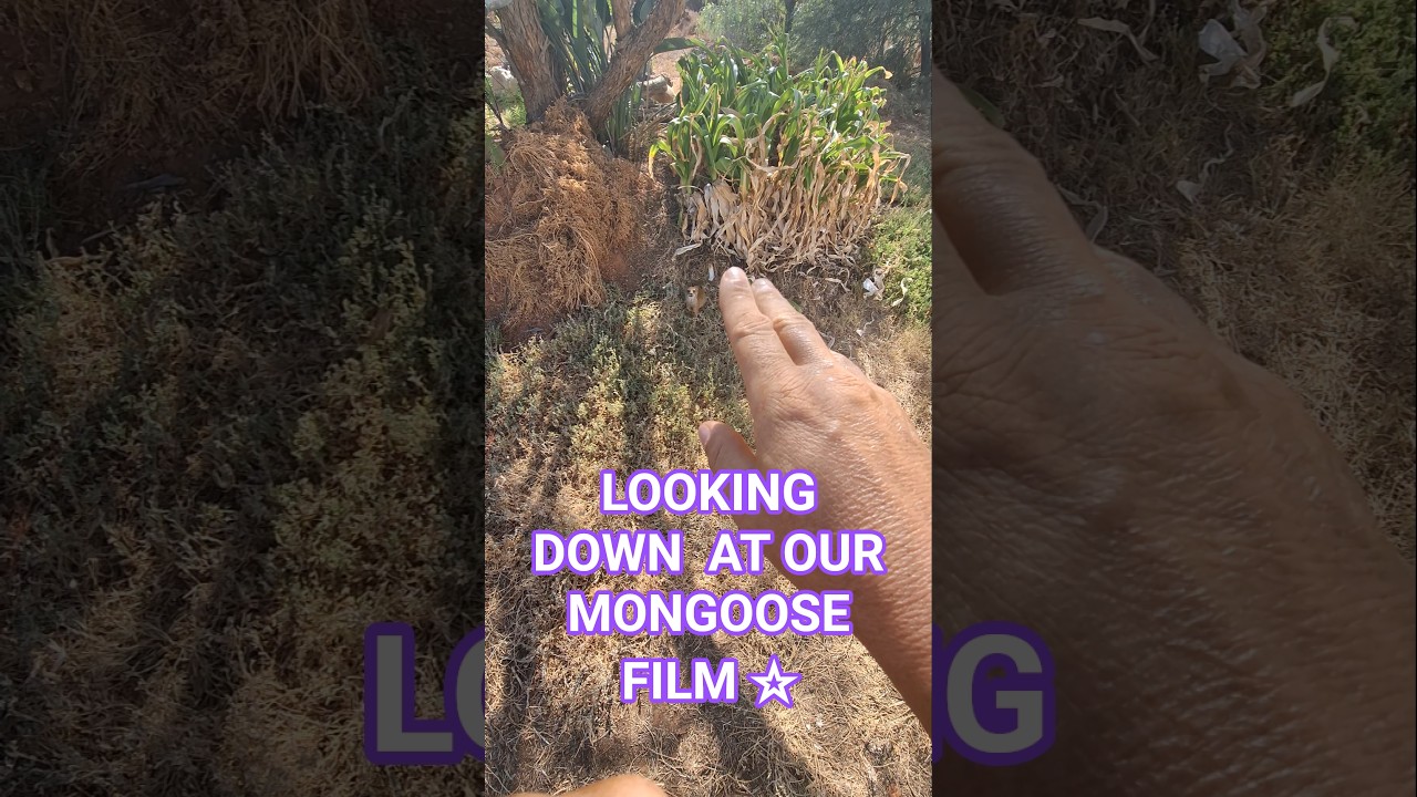 LOOKING DOWN AT A FILM SUPER STAR #mongoose #mongooses #mangusta #Manguste #マングース #cynictis #Mungo