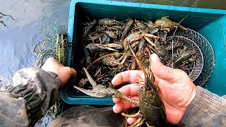 видео: По ВЕДРУ РАКОВ в КАЖДОЙ РАКОЛОВКЕ! Ловля раков! #РакиFISHINGPRO #рыбалка картинка: По ВЕДРУ РАКОВ в КАЖДОЙ РАКОЛОВКЕ! Ловля раков! #РакиFISHINGPRO #рыбалка