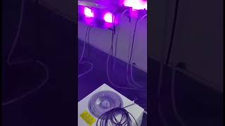 Celebrity Handheld UVLED Light Curing Machine, Portable UV Dryer with Cool Water, UV Ink Handheld Fixer. Wealth