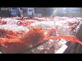 日本海の秋の味覚　ベニズワイガニの初競り