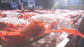 日本海の秋の味覚　ベニズワイガニの初競り