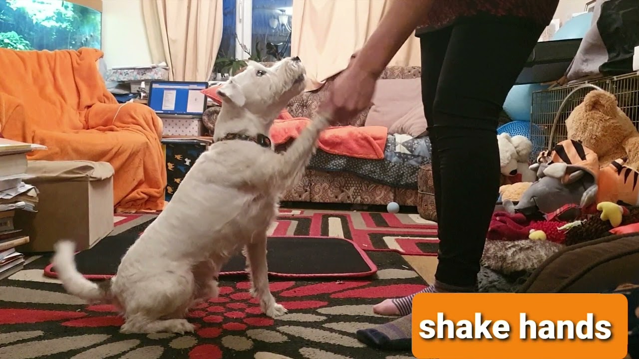 Do More With Your Dog Intermediate Masters trick title submission With Colin (Hoolmark Paleface)