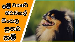 dog name in sinhala / unique dog name sinhala