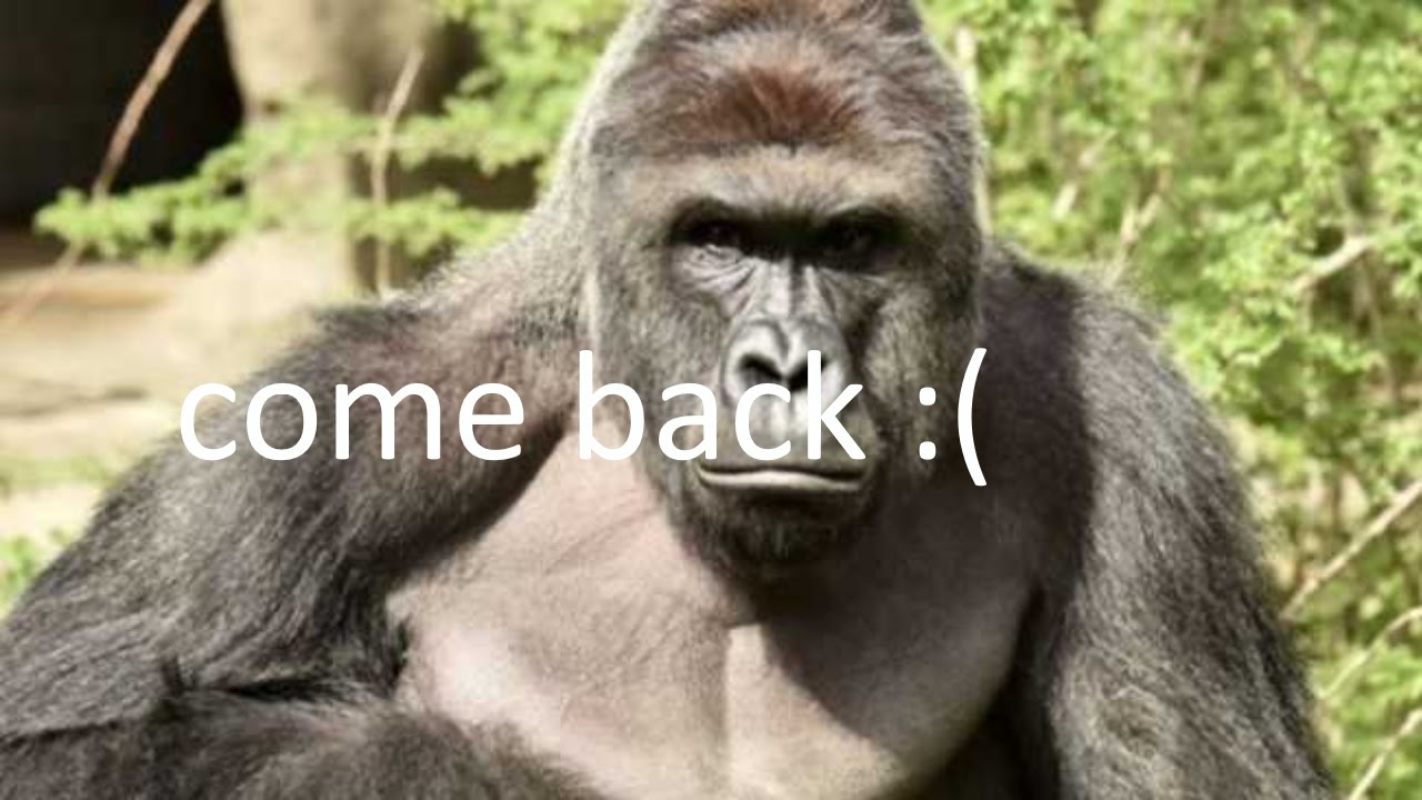 How To Be Harambe Roblox Youtube - how to be harambe roblox