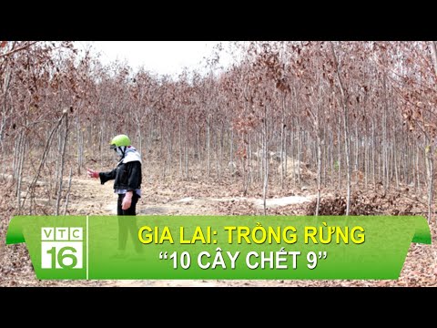Video Gia Lai: Trồng rừng 
