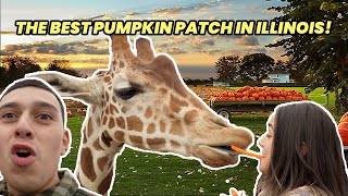THE BEST PUMPKIN PATCH IN ILLINOIS!