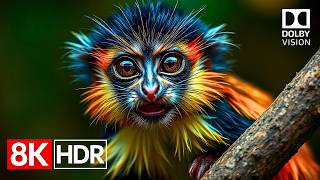 Ultimate Tv Test Incredible 8K Hdr Dolby Vision Demo 60Fps