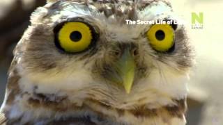 Viasat Nature Eastern Europe - The Secret Life of Lakes - promo