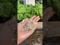 Eggshell Trick for Strong Tomato and Pepper Seedlings