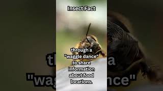 Do you know how Honeybees communicate?  #honeybee #factsyouneverknew