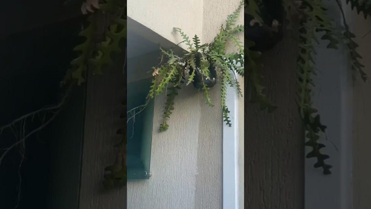 Casas brasileiras🇧🇷 são diferentes como da África, dificilmente acha uma assim aqui na africa