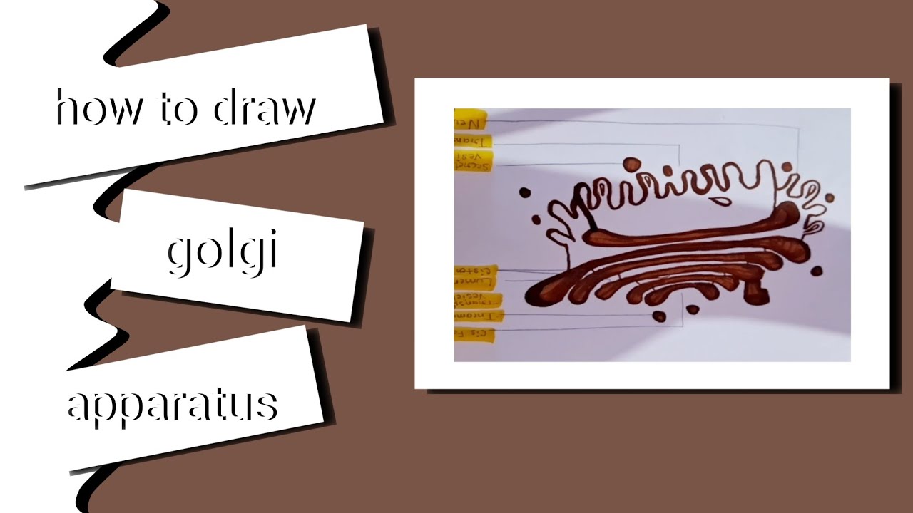 how to draw golgi apparatus/golgi apparatus ka structure - YouTube
