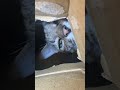 猫ちゃんにこれがやりたかったのに……‼️‼️‼️