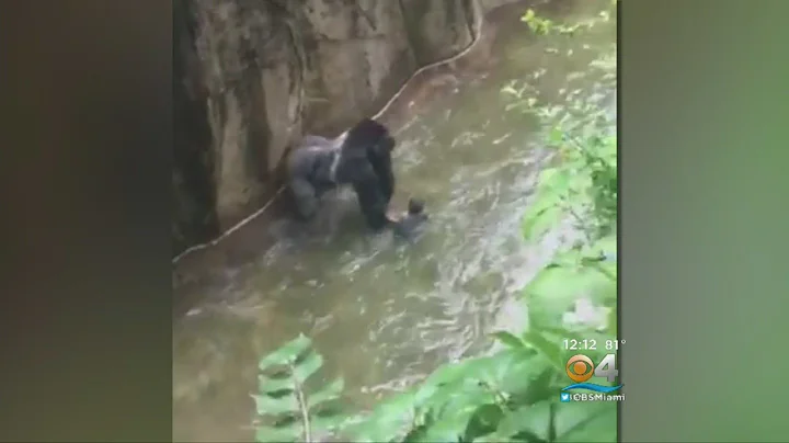 Gorilla At Cincinnati Zoo Killed After Young Boy Falls Into Enclosure