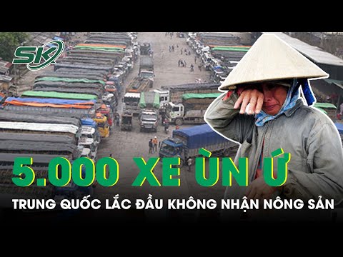 5.000 Xe Nông Sản Ùn Ứ Ở Cửa Khẩu, Trung Quốc Vẫn “Lắc Đầu” Từ Chối Vì Zero Covid | SKĐS