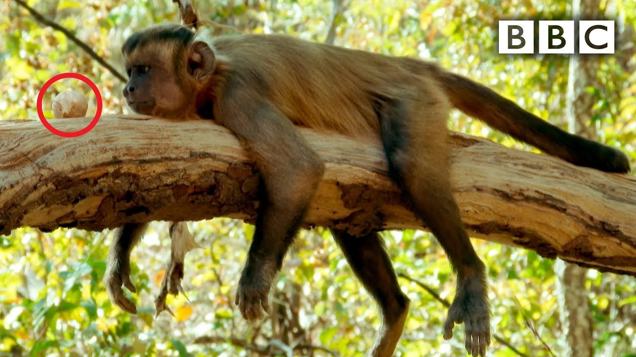 Capuchin monkey nut cracking fail - Spy in the Wild: Episode 2 Preview - BBC One
