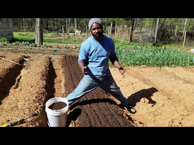 How to Plant Carrots to get a good harvest class=