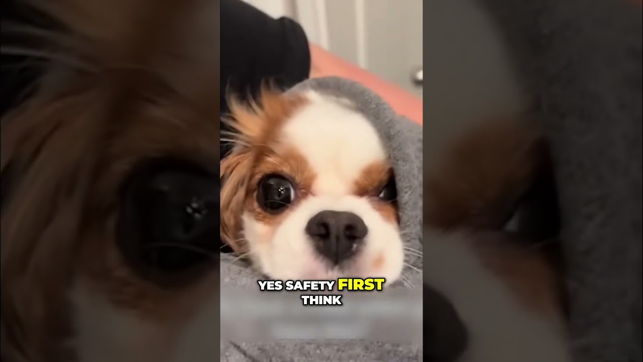 Dog's Safety First! Hilarious Squeeze and Hat Photo! 