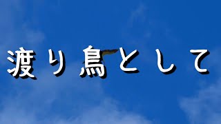 渡り鳥として