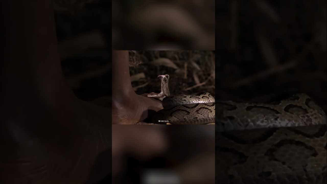 اخطر جزيرة في العالم!