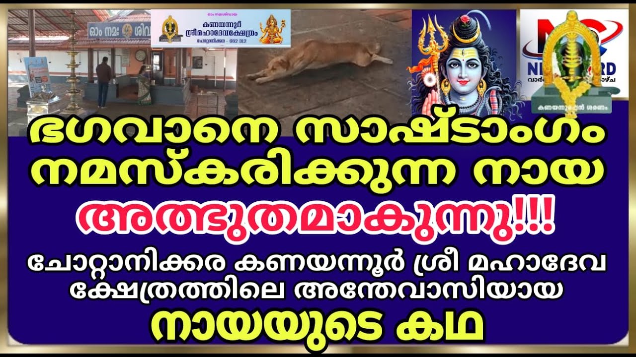 ഇങ്ങനെയും നായ ചെയ്യുമോ ? വിശ്വസിക്കാനാവാതെ വിശ്വാസികൾ!!!! I Kanayannur Sree Mahadeva Temple.