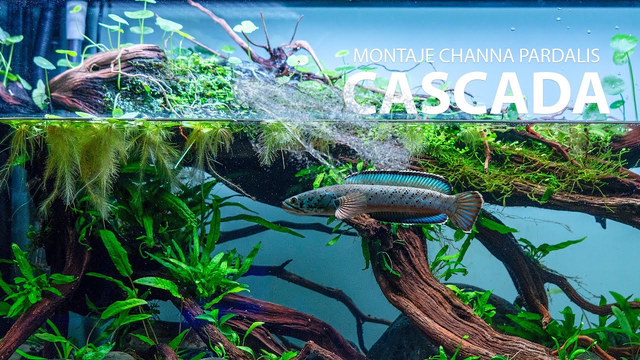 Construí el HÁBITAT PERFECTO para uno de mis peces FAVORITOS